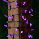 Purple 70 LED C6 Strawberry Mini Lights Commercial Grade on Green Wire